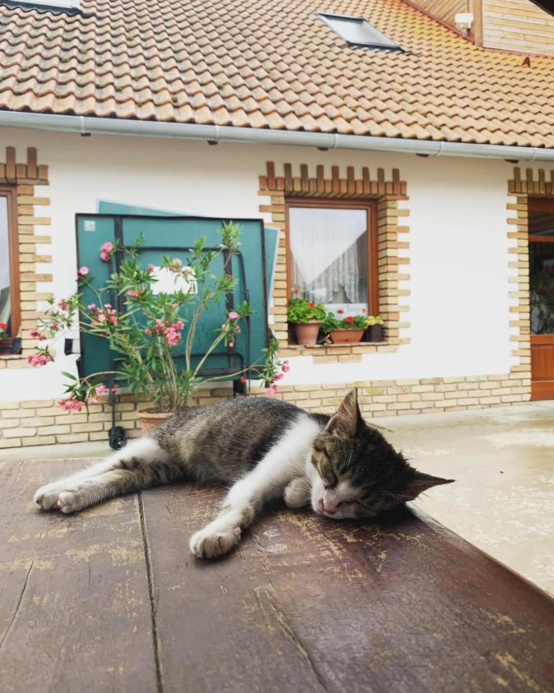 Istvan Lovas Tanya Kiskoros Bagian luar foto